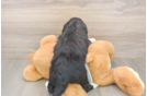 Mini Bernedoodle Puppy for Adoption