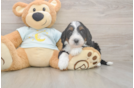 Funny Mini Bernedoodle Poodle Mix Pup