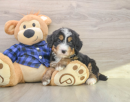 7 week old Mini Bernedoodle Puppy For Sale - Seaside Pups