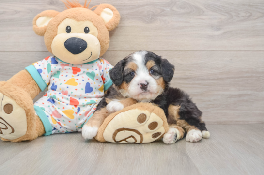 Best Mini Bernedoodle Baby