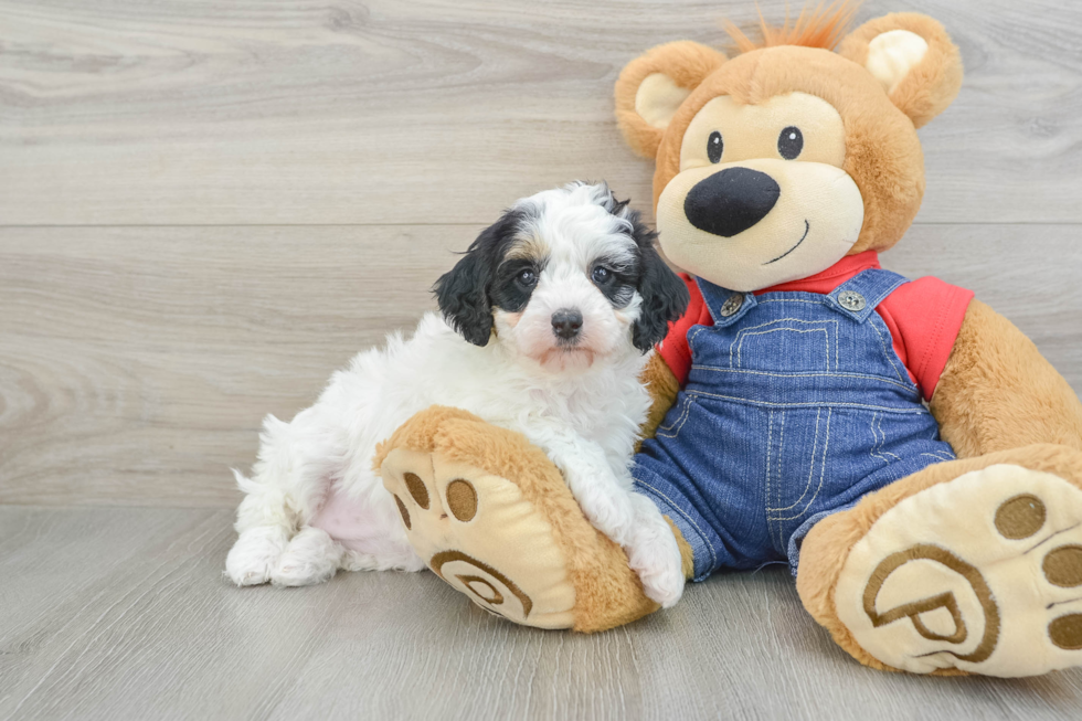 Mini Bernedoodle Pup Being Cute