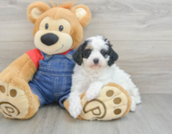 9 week old Mini Bernedoodle Puppy For Sale - Seaside Pups