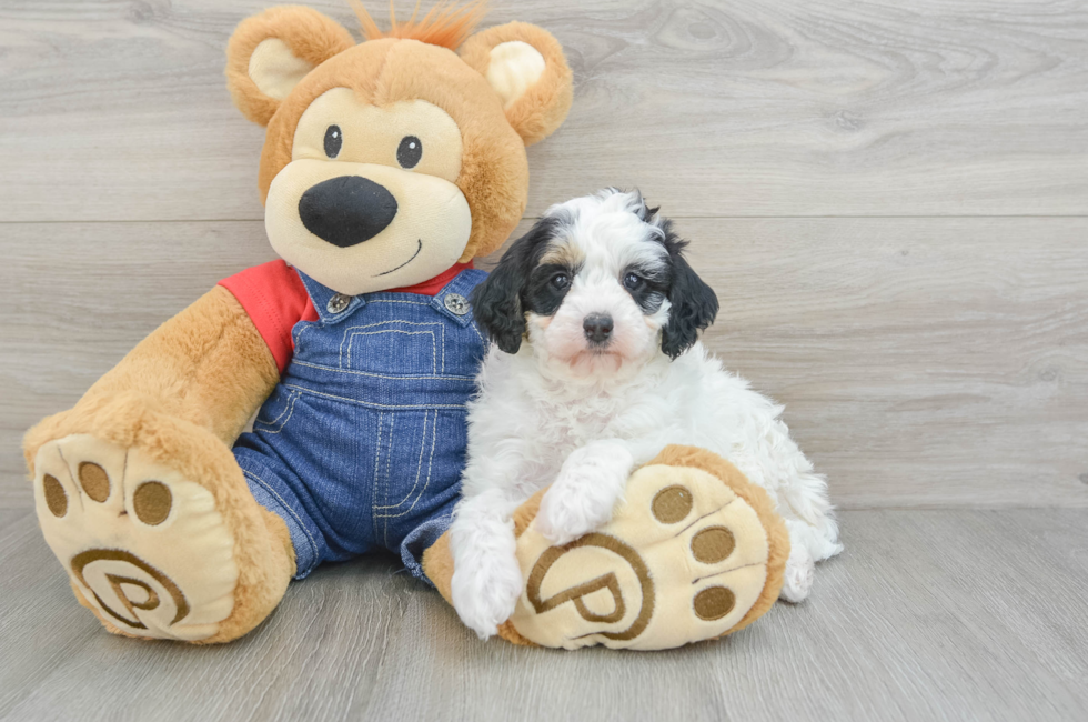 9 week old Mini Bernedoodle Puppy For Sale - Seaside Pups