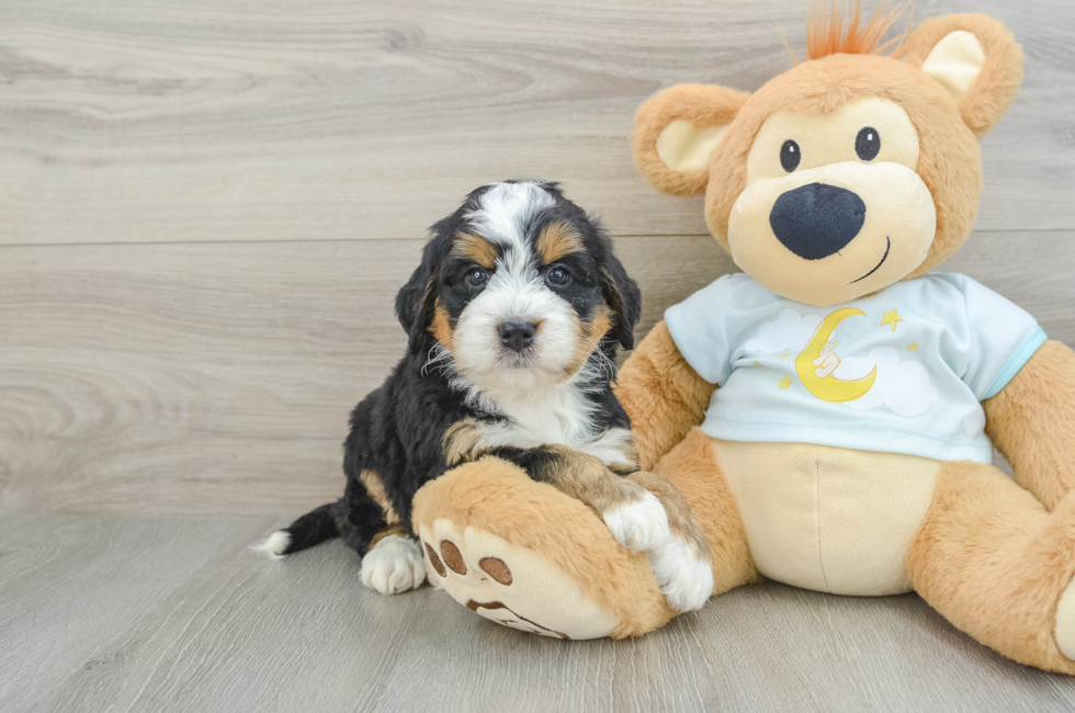 6 week old Mini Bernedoodle Puppy For Sale - Seaside Pups