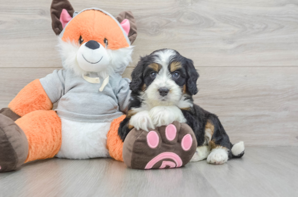 6 week old Mini Bernedoodle Puppy For Sale - Seaside Pups