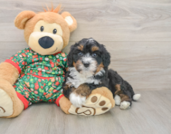 7 week old Mini Bernedoodle Puppy For Sale - Seaside Pups