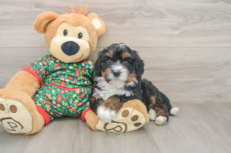5 week old Mini Bernedoodle Puppy For Sale - Seaside Pups