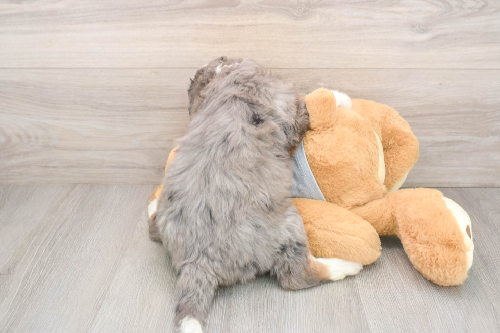 Funny Mini Bernedoodle Poodle Mix Pup