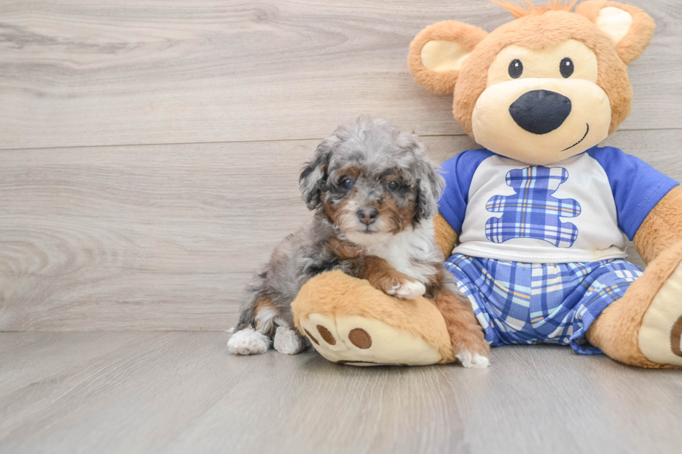 Popular Mini Bernedoodle Poodle Mix Pup