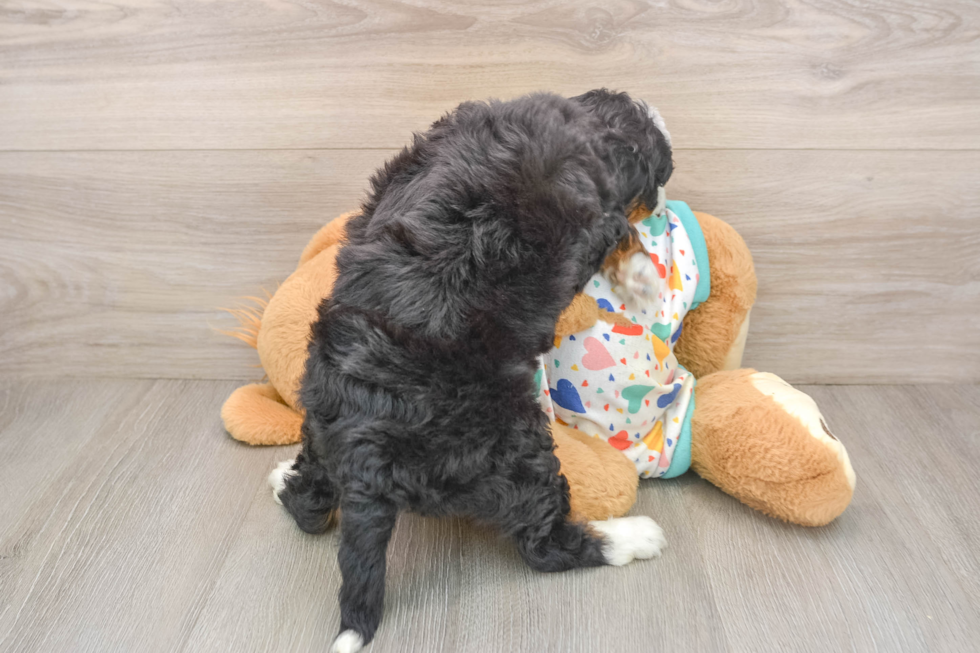 Mini Bernedoodle Puppy for Adoption