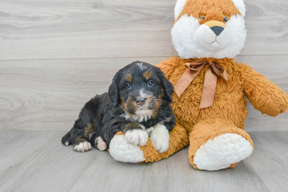 Cute Mini Bernedoodle Baby
