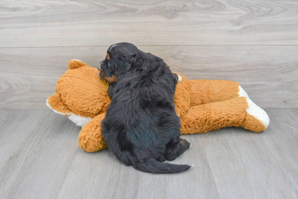 Mini Bernedoodle Puppy for Adoption