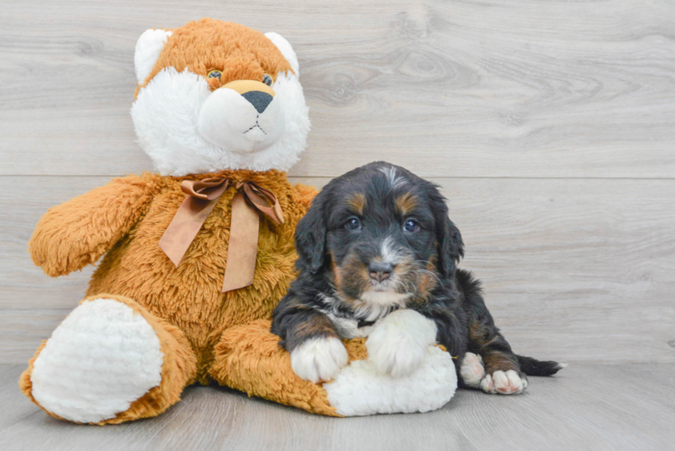 Best Mini Bernedoodle Baby