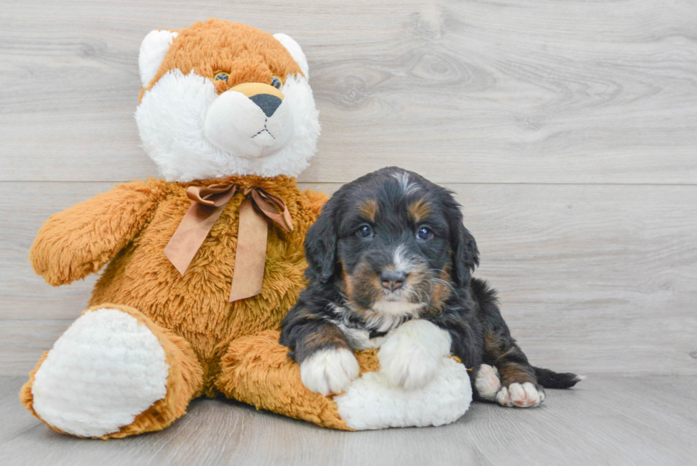 Best Mini Bernedoodle Baby