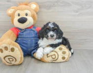 9 week old Mini Bernedoodle Puppy For Sale - Seaside Pups