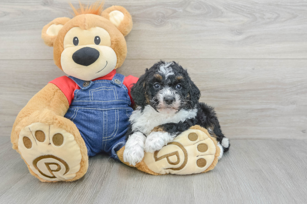 9 week old Mini Bernedoodle Puppy For Sale - Seaside Pups