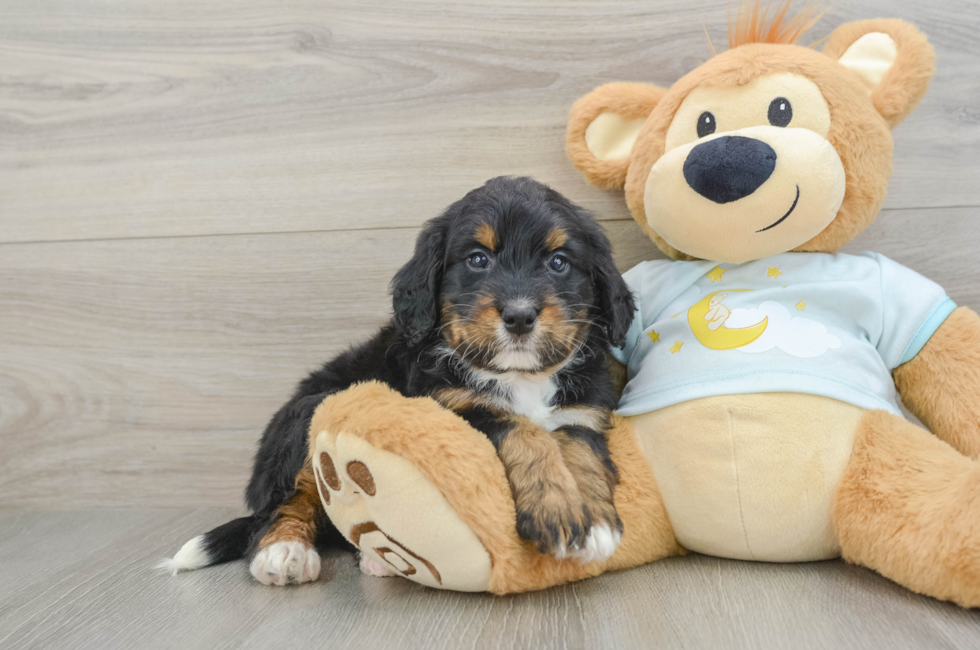 6 week old Mini Bernedoodle Puppy For Sale - Seaside Pups