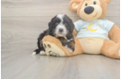 Best Mini Bernedoodle Baby