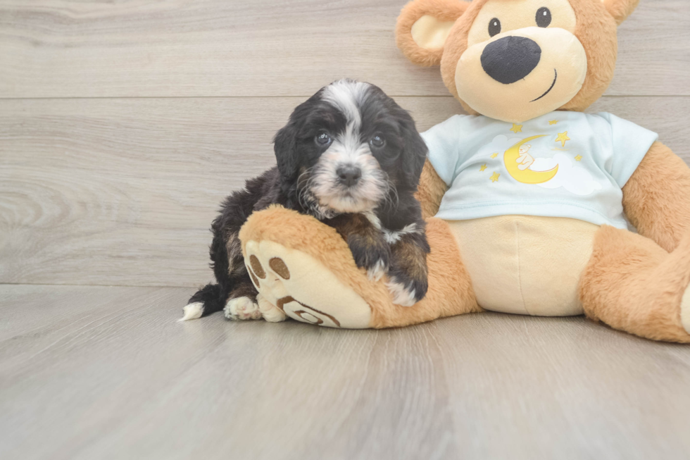 Best Mini Bernedoodle Baby