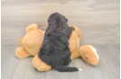 Friendly Mini Bernedoodle Baby