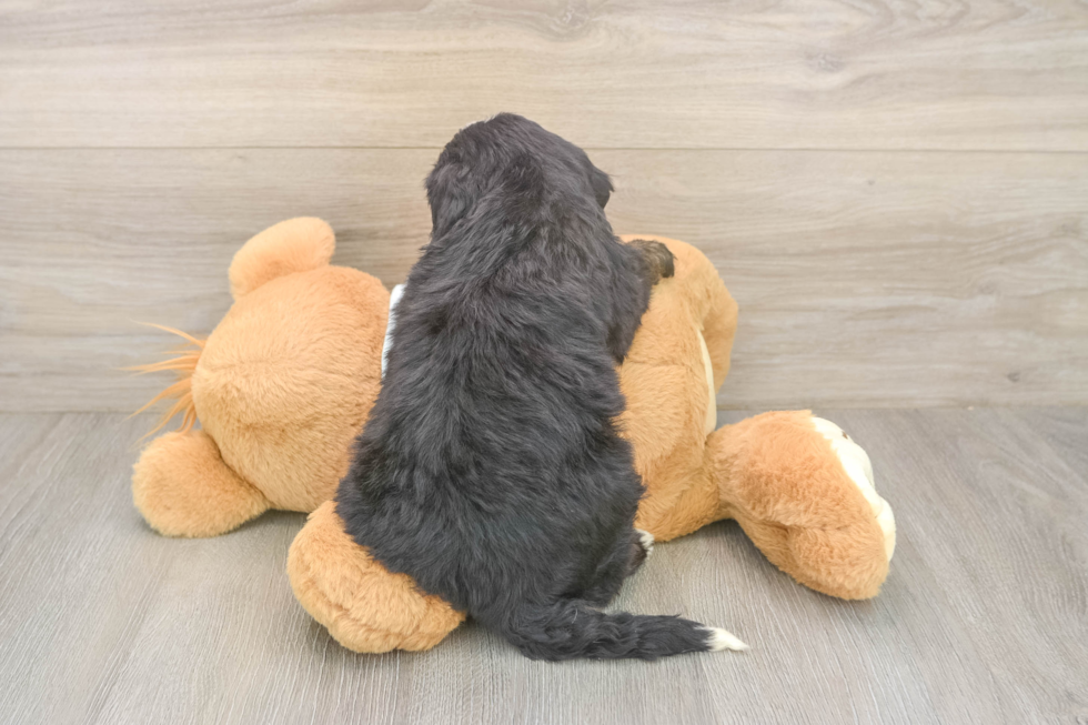 Friendly Mini Bernedoodle Baby