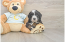Adorable Bernadoodle Poodle Mix Puppy
