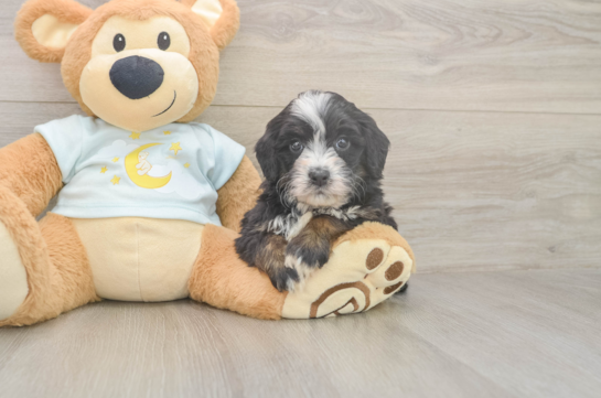 Adorable Bernadoodle Poodle Mix Puppy