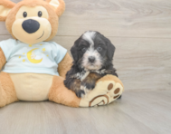 6 week old Mini Bernedoodle Puppy For Sale - Seaside Pups 6 week old Mini Bernedoodle Puppy For Sale - Seaside Pups