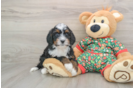 Mini Bernedoodle Puppy for Adoption