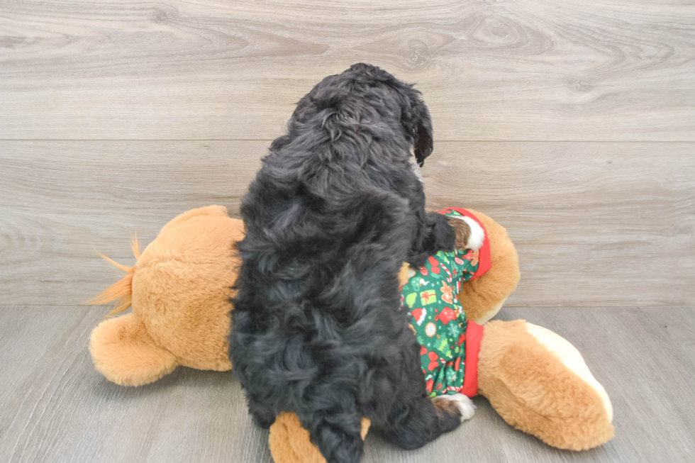 Friendly Mini Bernedoodle Baby