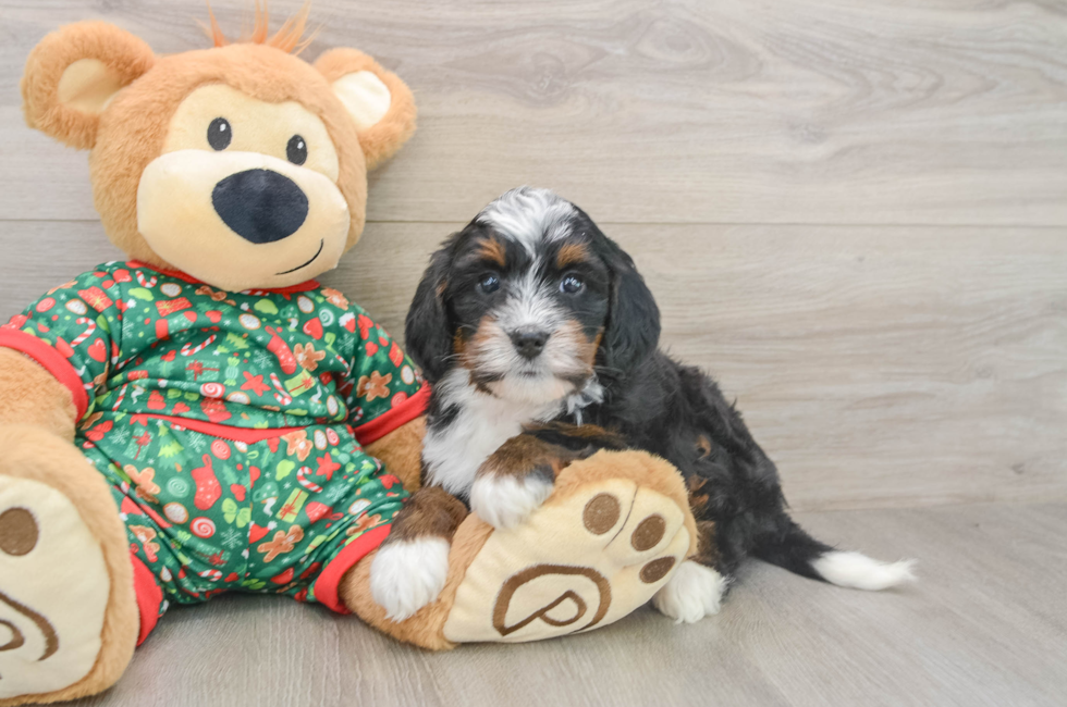 5 week old Mini Bernedoodle Puppy For Sale - Seaside Pups
