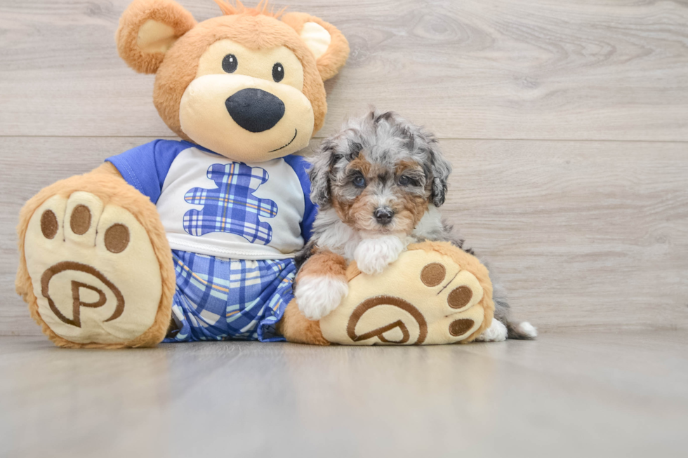 Best Mini Bernedoodle Baby