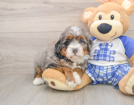 6 week old Mini Bernedoodle Puppy For Sale - Seaside Pups
