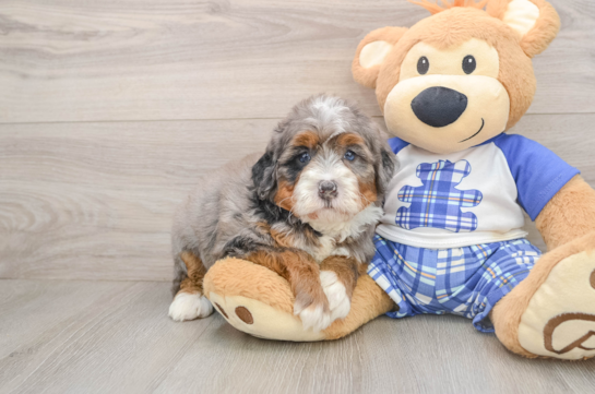 Best Mini Bernedoodle Baby