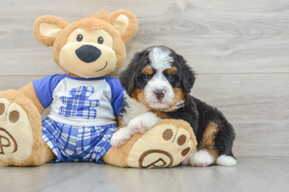 7 week old Mini Bernedoodle Puppy For Sale - Seaside Pups