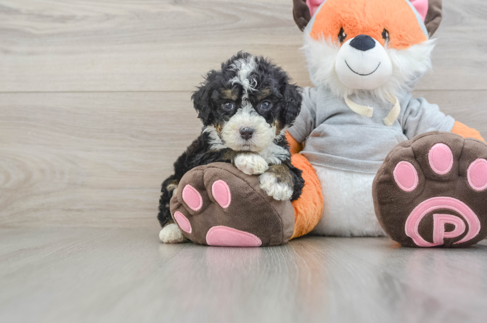 6 week old Mini Bernedoodle Puppy For Sale - Seaside Pups