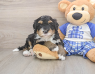 7 week old Mini Bernedoodle Puppy For Sale - Seaside Pups