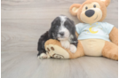 Fluffy Mini Bernedoodle Poodle Mix Pup