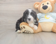 6 week old Mini Bernedoodle Puppy For Sale - Seaside Pups 6 week old Mini Bernedoodle Puppy For Sale - Seaside Pups
