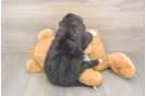 Small Mini Bernedoodle Baby