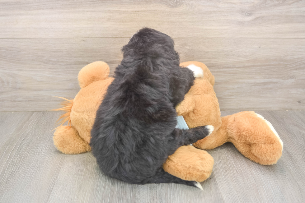 Small Mini Bernedoodle Baby