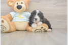 Mini Bernedoodle Pup Being Cute