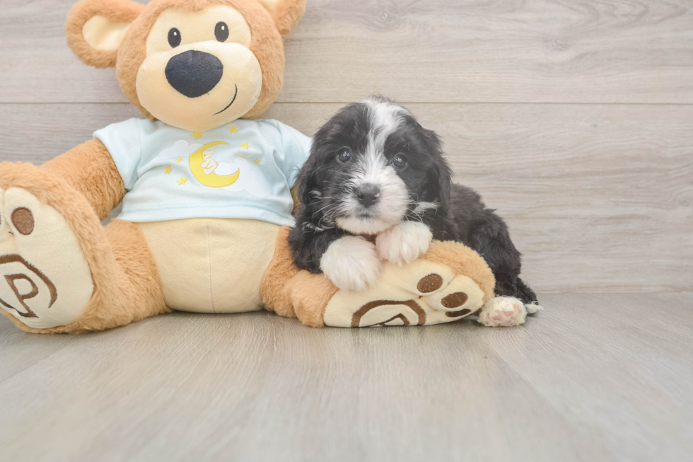 Mini Bernedoodle Pup Being Cute