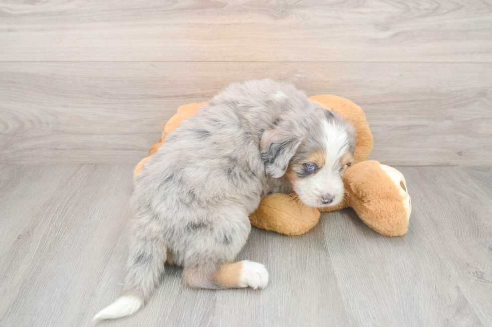 Mini Bernedoodle Pup Being Cute