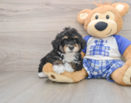 7 week old Mini Bernedoodle Puppy For Sale - Seaside Pups