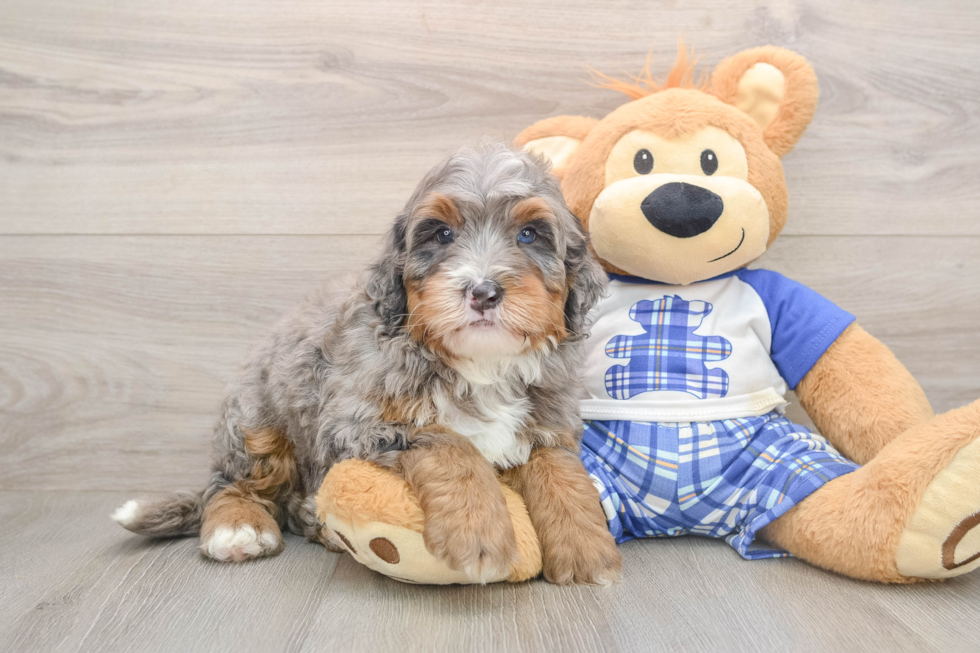 Happy Mini Bernedoodle Baby