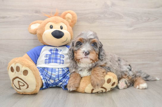 Mini Bernedoodle Pup Being Cute