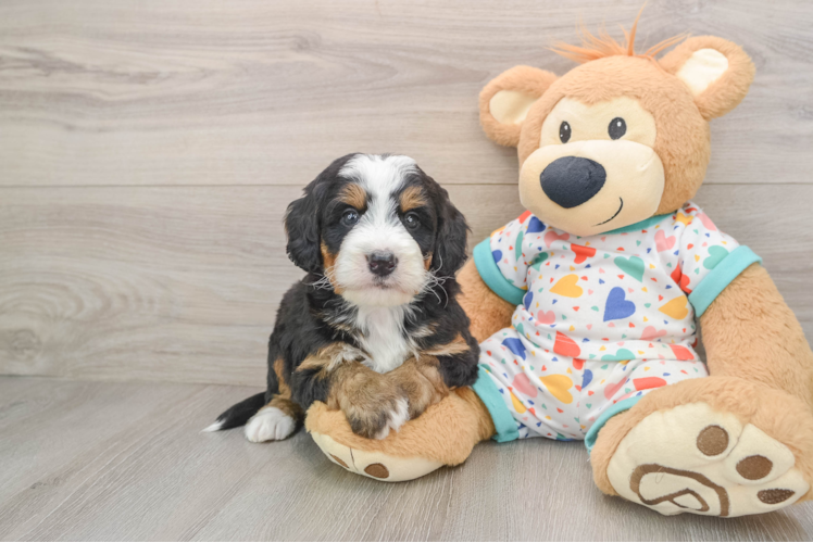 Mini Bernedoodle Puppy for Adoption