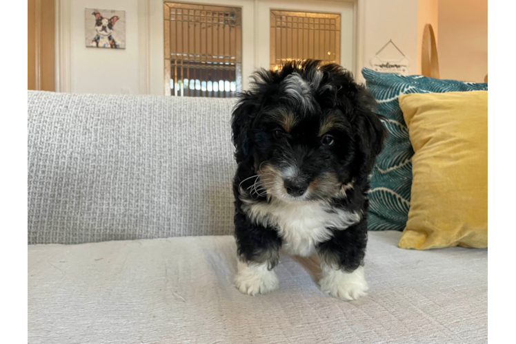 Mini Bernedoodle Pup Being Cute