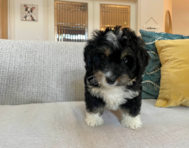 12 week old Mini Bernedoodle Puppy For Sale - Seaside Pups